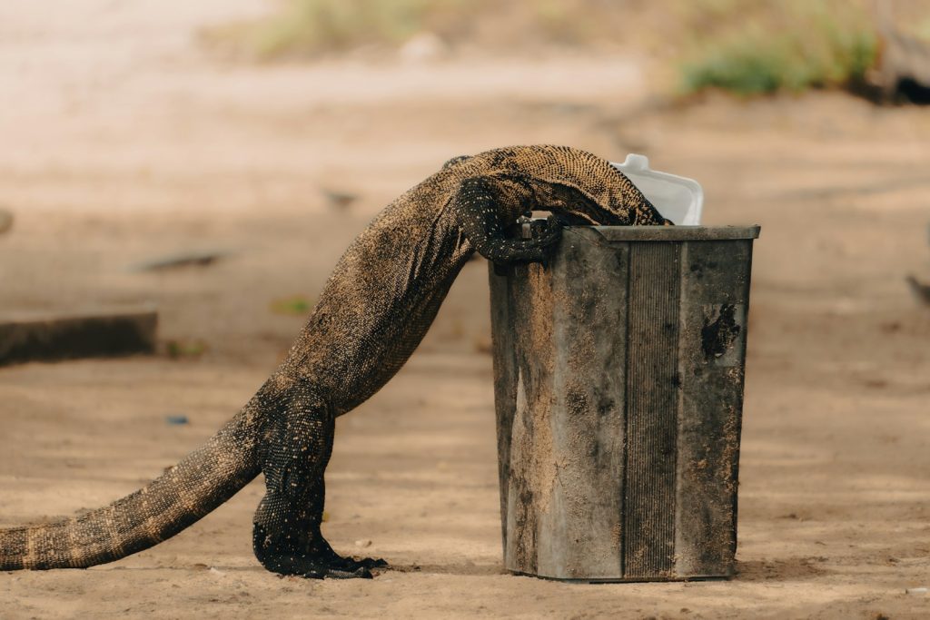 Komodo National Park Fees 2025–2026: Entrance, Ranger & What’s Changed