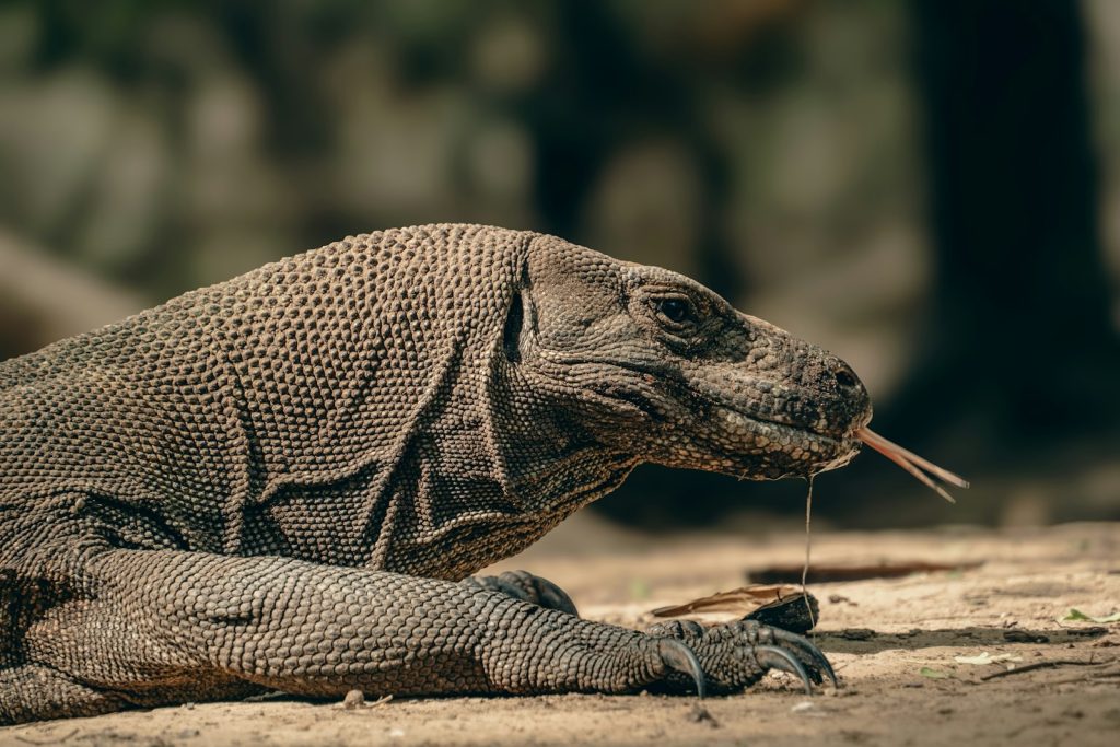 Private vs Open-Trip Komodo Boat: What’s the Difference & Which to Choose?