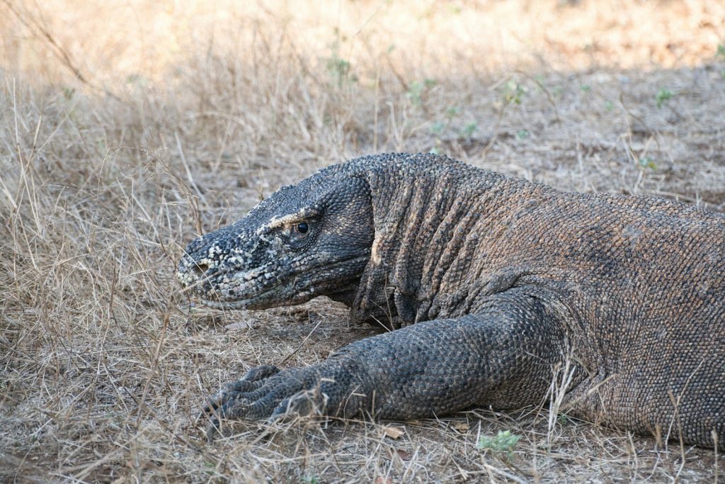 Best Komodo Snorkel Sites: Batu Bolong, Crystal Rock, Taka Makassar & More