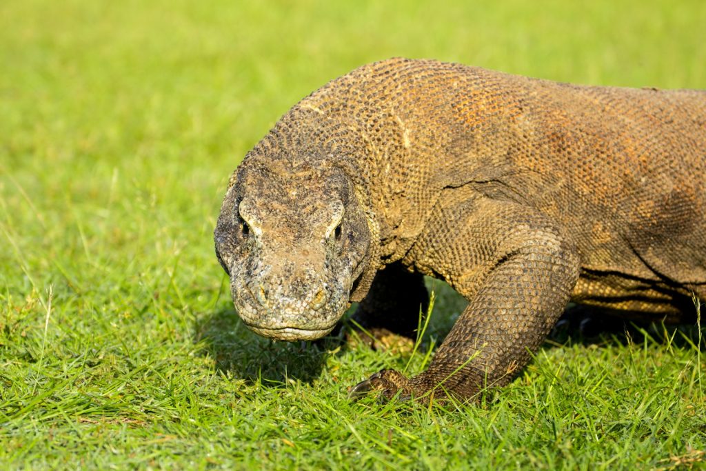a large tortoise walking on grass
