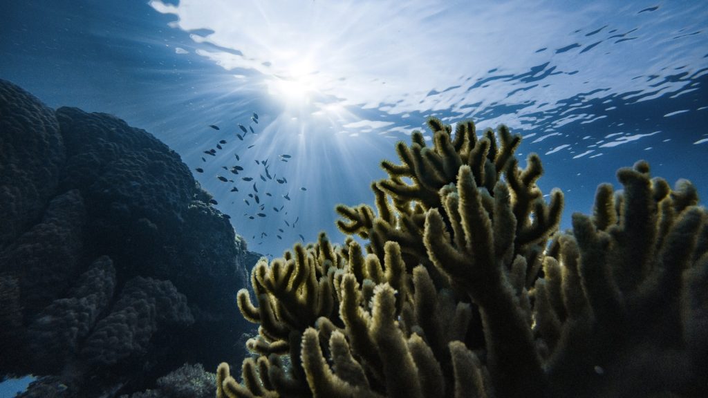 Komodo Reef Health 2025: What’s the Current Condition of the Coral?