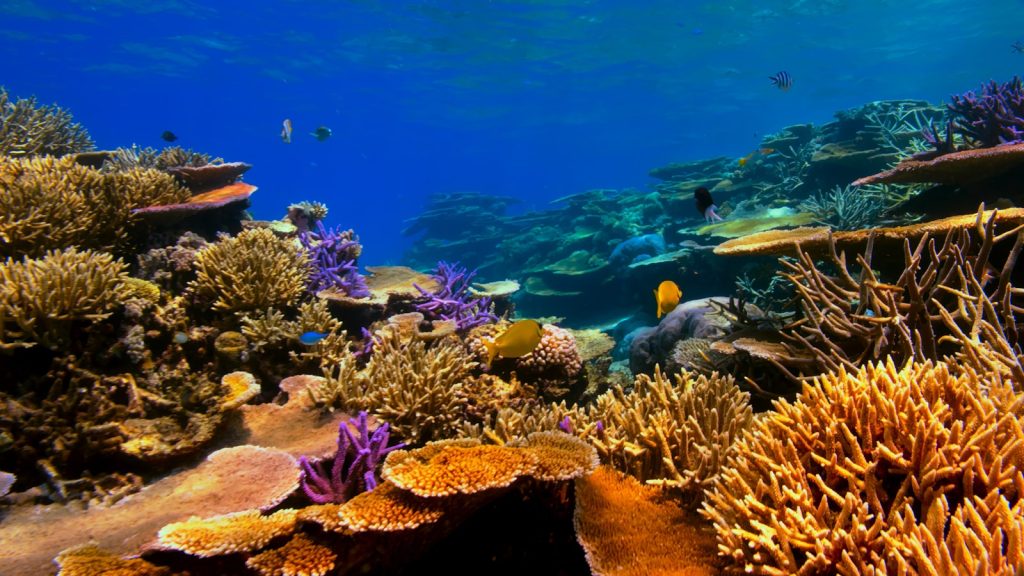 Scuba Diving in Komodo on a Private Charter: Sites, Conditions & What to Arrange