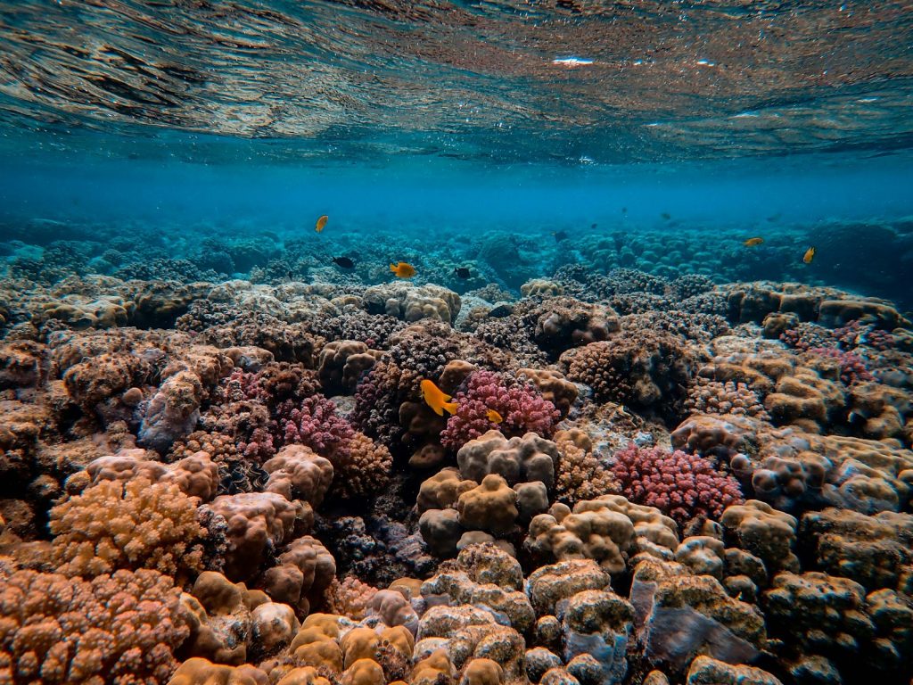 Fish & Marine Life in Komodo National Park: What You’ll See While Snorkelling